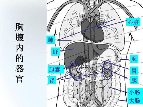 脾的解剖位置示意图图片