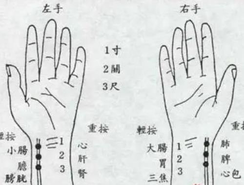 中医典籍及历代医家对脉象要素从“四科”到“七要素”的认识概况