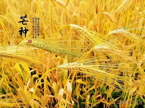 芒种养生:避开湿热,顺时养身,芒种养生全攻略