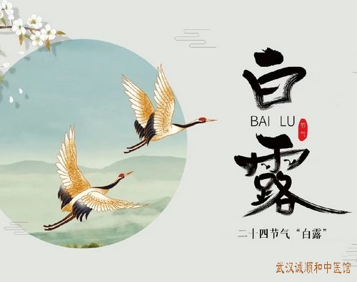 今日白露｜秋燥易伤肺，养生重“润”与“藏”